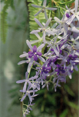 พวงคราม Petrea volubilis Linn.<br/>VERBENACEAE